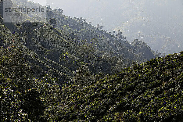Teepflanzen bedecken die Hänge im Distrikt Ilam.