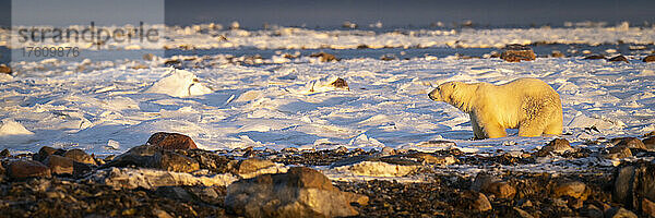 Panorama eines Eisbären (Ursus maritimus) auf der Tundra; Arviat  Nunavut  Kanada