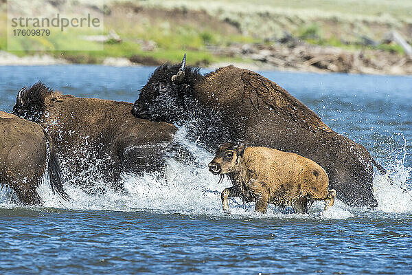 Herde amerikanischer Bisons (Bison bison)  die den Lamar River überqueren; Yellowstone National Park  Vereinigte Staaten von Amerika