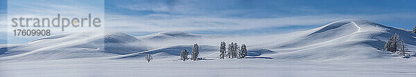 Schneeverwehungen an den Hängen des Hayden Valley mit Lodgepole-Kiefern (Pinus contorta) im Tiefschnee im Yellowstone National Park im Winter; Wyoming  Vereinigte Staaten von Amerika