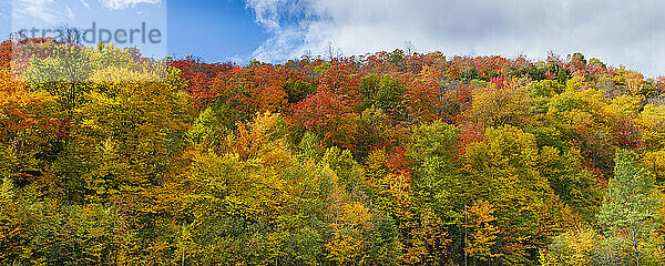 Leuchtende Herbstfarben auf dem Laub eines Waldes in der Gemeinde Mille-Isles in den Laurentides in Quebec  Kanada; Quebec  Kanada