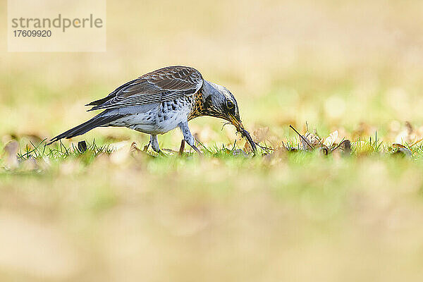 Feldsperling (Turdus pilaris) beim Fressen vom Boden; Bayern  Deutschland