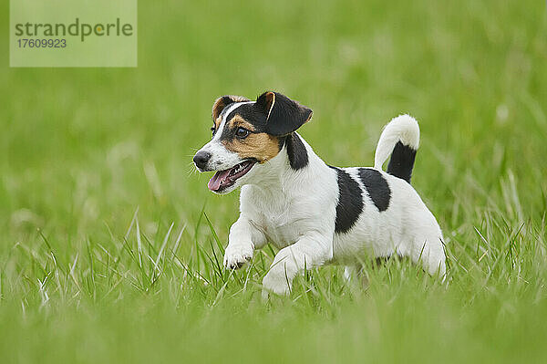 Jack Russell Terrier Welpe läuft auf einer Wiese; Bayern  Deutschland