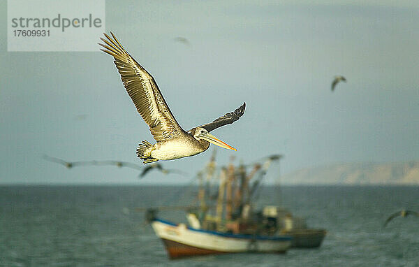 Brauner Pelikan (Pelecanus occidentalis) im Flug über dem Hafen an der Küste von Peru; Mancora  Peru