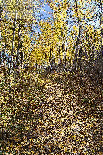 Schöne Herbstfarben an den Bäumen und auf einem Waldweg; Edmonton  Alberta  Kanada