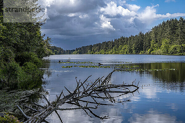 Coffenbury Lake erzeugt ruhige Spiegelungen im Fort Stevens State Park in Oregon; Astoria  Oregon  Vereinigte Staaten von Amerika