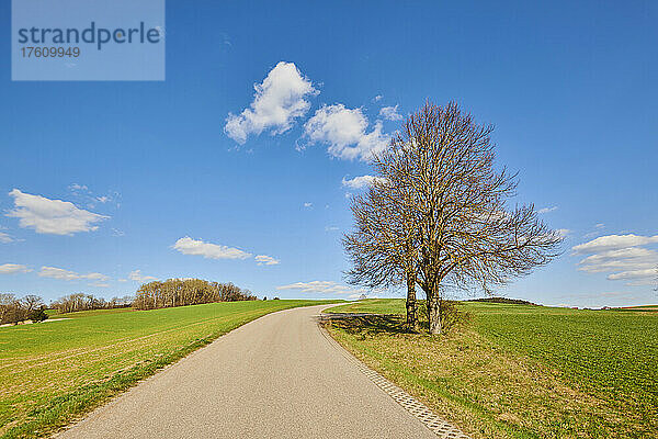 Silberlinde (Tilia tomentosa) am Rande einer Landstraße; Bayern  Deutschland