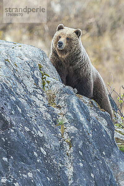 Porträt eines Braunbären (Ursus arctos)  der aufsteht und hinter den Felsen im Glacier Bay National Park hervorschaut; Südost-Alaska  Alaska  Vereinigte Staaten von Amerika