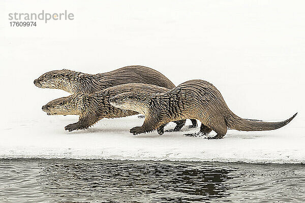 Nördliche Flussotter ( Lutra canadensis)  die Seite an Seite im Schnee neben dem Wasser laufen; Montana  Vereinigte Staaten von Amerika