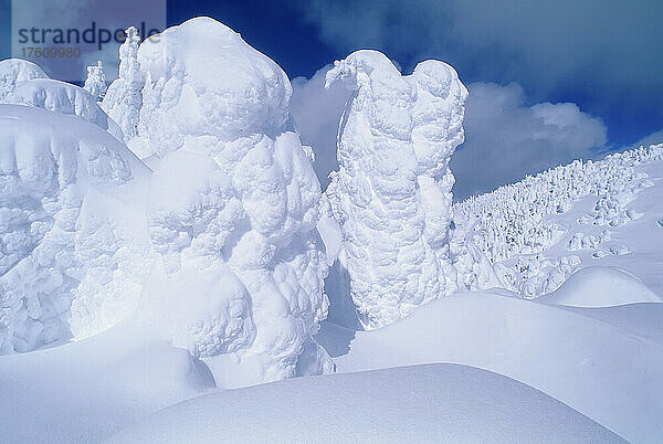 Schneegespenster  Sun Peaks  British Columbia  Kanada