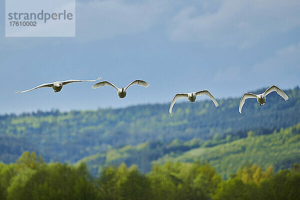 Höckerschwäne (Cygnus olor) im Flug über dem Bayerischen Wald; Bayern  Deutschland