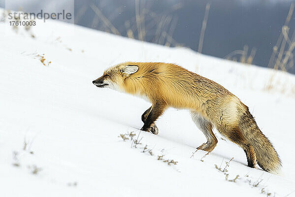 Rotfuchs (Vulpes vulpes)  der einen Hang entlang einer schneebedeckten Landschaft hinaufläuft; Yellowstone National Park  Wyoming  Vereinigte Staaten von Amerika