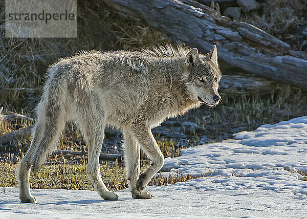 Nahaufnahme eines grauen Wolfs (Canis lupus)  der im Frühling über schneebedecktes Gras läuft; Yellowstone National Park  Wyoming  Vereinigte Staaten von Amerika