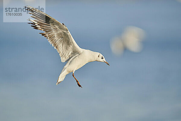 Lachmöwe (Chroicocephalus ridibundus) im Wintergefieder  im Flug; Oberpfalz  Bayern  Deutschland