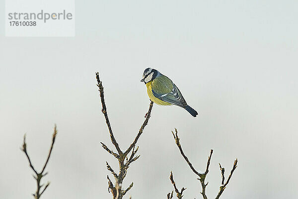 Porträt einer Blaumeise (Cyanistes caeruleus)  die im Winter auf einem Ast sitzt; Bayern  Deutschland