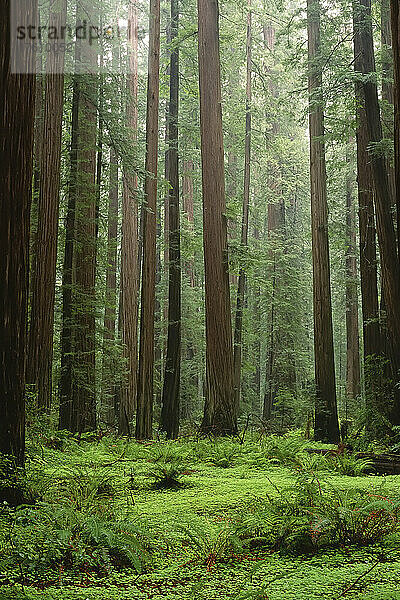 Humboldt Redwoods State Park  Kalifornien  USA