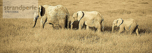 Zwei erwachsene afrikanische Elefanten und ein Jungtier laufen durch eine Wiese.