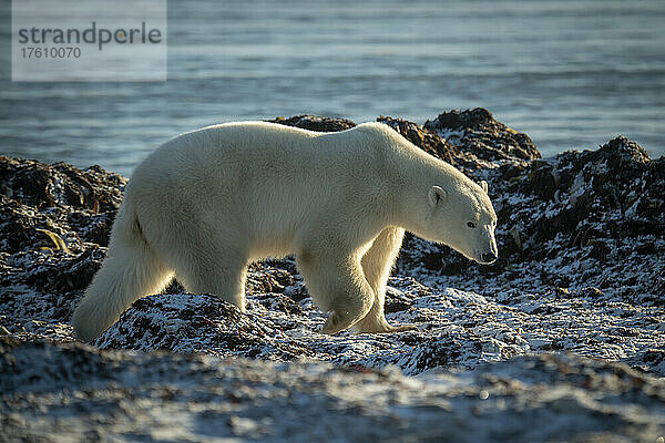 Der beleuchtete Eisbär (Ursus maritimus) wandert am felsigen Ufer entlang; Arviat  Nunavut  Kanada