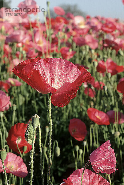 Zarter roter Mohn in einem Feld mit wilden Mohnblumen; Oregon  Vereinigte Staaten von Amerika