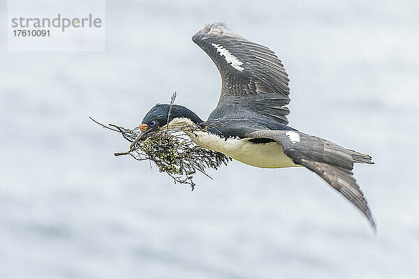 Eine Blauaugenscharbe (Phalacrocorax atriceps) fliegt mit Zweigen im Maul  um ihr Nest zu bauen; Falklandinseln  Antarktis