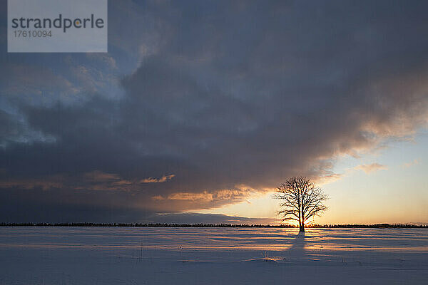 Dramatische Wolkenformationen über einem schneebedeckten Feld mit einzelnem Baum bei Sonnenaufgang; Rudyard  Michigan  Vereinigte Staaten von Amerika