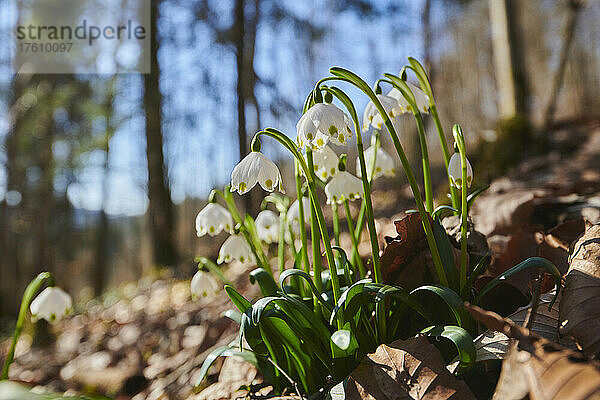 Frühlingsblüte der Schneeflocke (Leucojum vernum) in einem Wald; Oberpfalz  Bayern  Deutschland