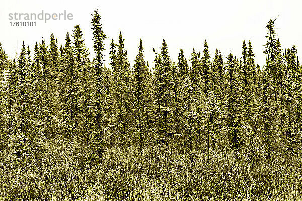Landschaft mit einem dichten Wald aus immergrünen Bäumen und hohen Gräsern im Vordergrund  gesehen entlang des Highway 97 in BC  Kanada; British Columbia  Kanada