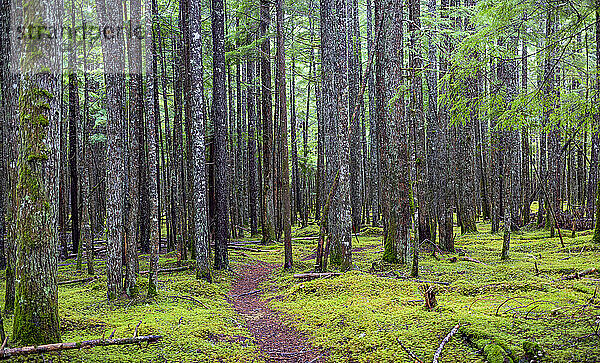Pfad  der durch einen moosbewachsenen Waldboden und Baumstämme in einem Wald führt; British Columbia  Kanada