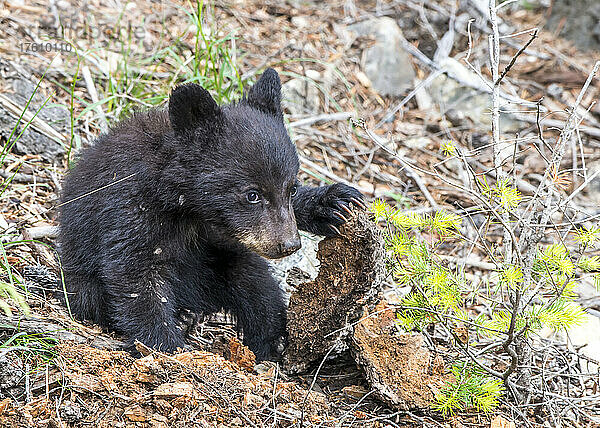 Porträt eines amerikanischen Schwarzbärenjungen (Ursus americanus)  der nach oben schaut  während er unter Steinen und Baumrinde auf dem Waldboden im Yellowstone National Park nach Nahrung sucht; Wyoming  Vereinigte Staaten von Amerika