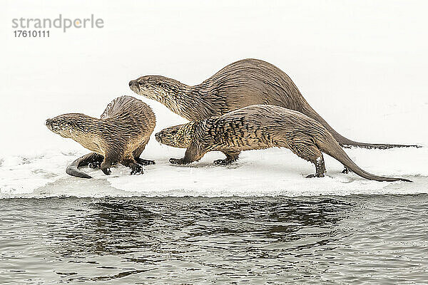 Nördliche Flussotter ( Lutra canadensis)  die im Schnee neben dem Wasser laufen; Montana  Vereinigte Staaten von Amerika