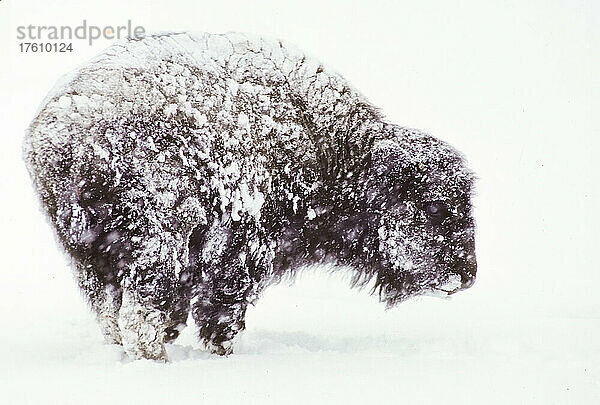 Schneebedeckter Bison (Bison bison) in einem Schneesturm im Yellowstone National Park; Vereinigte Staaten von Amerika