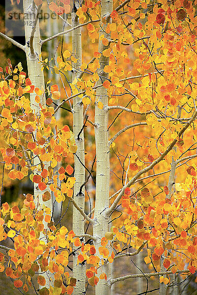 Gelbe Espenbäume auf dem Höhepunkt der Herbstfärbung; Colorado  Vereinigte Staaten von Amerika