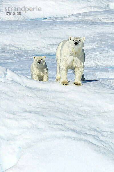 Ein Eisbär (Ursus maritimus) und sein Junges wandern auf einer Eisscholle in der kanadischen Arktis.