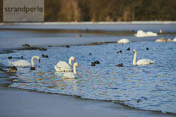 Höckerschwäne (Cygnus olor) und Enten auf der Donau im Winter; Oberpfalz  Bayern  Deutschland