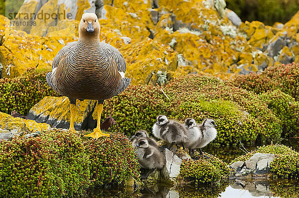 Porträt einer Kelpgans (Chloephaga hybrida) und ihrer wuscheligen Gänseküken auf den mit Flechten und Algen bewachsenen Felsen entlang der Küste; Falklandinseln  Antarktis