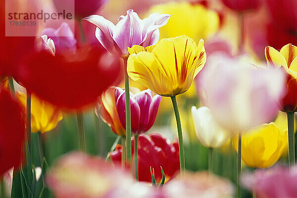 Kräftig blühende Tulpen in einem Feld; Woodburn  Oregon  Vereinigte Staaten von Amerika