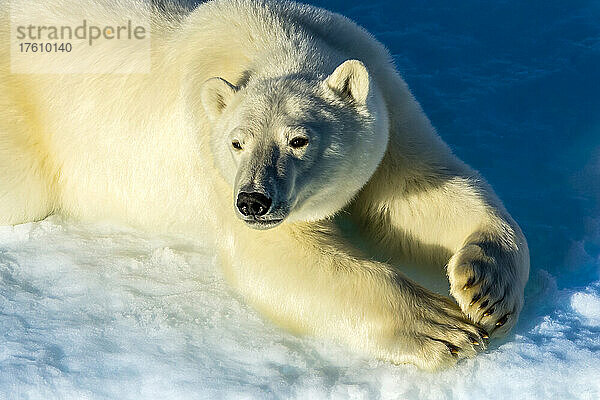 Eisbär (Ursus maritimus) entspannt sich in der Sonne in der kanadischen Arktis.
