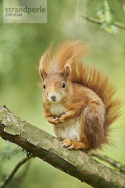 Rotes Eichhörnchen (Sciurus vulgaris)  wachsam auf einem Ast; Bayern  Deutschland