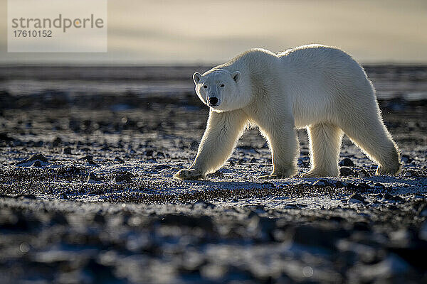 Eisbär (Ursus maritimus) läuft durch die Tundra und beobachtet die Kamera; Arviat  Nunavut  Kanada