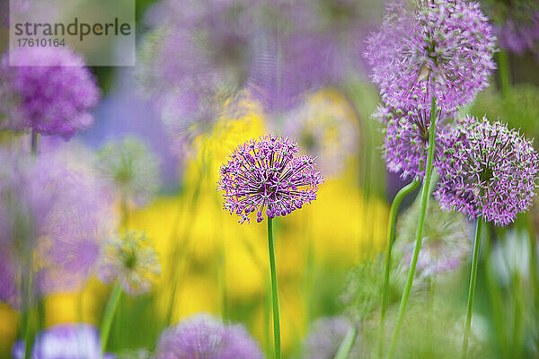 Lila Allium in Blüte  Schreiner's Iris Gardens; Salem  Oregon  Vereinigte Staaten von Amerika