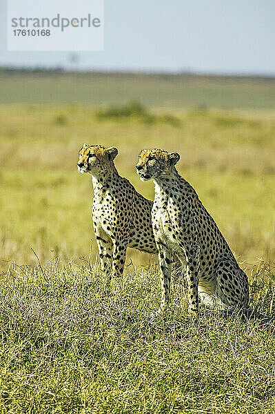 Geparden  Acinonyx jubatus  in der Maasai Mara  Kenia; Im westlichen Teil des Maasai Mara National Reserve  in der Nähe des Musiara Gate  Kenia.