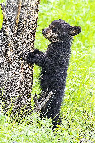 Ein amerikanisches Schwarzbärenjunges (Ursus americanus) steht am Fuße einer Douglasie (Pseudotsuga menziesii) im Yellowstone-Nationalpark und überlegt  ob es den Aufstieg wagen soll. Der Amerikanische Schwarzbär ist eine von acht Bärenarten auf der Welt und eine von drei auf dem nordamerikanischen Kontinent; Wyoming  Vereinigte Staaten von Amerika