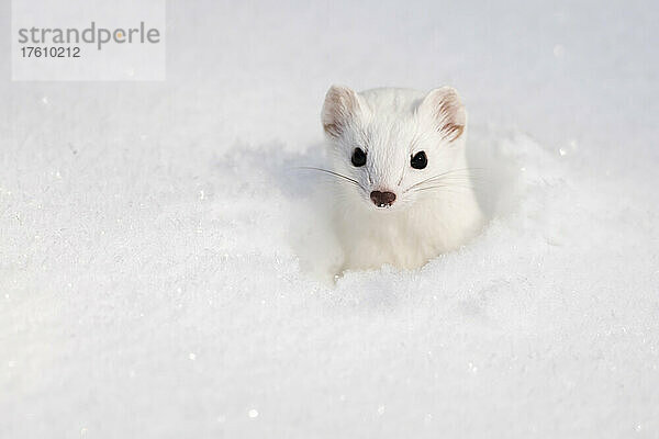 Weißes Kurzschwanzwiesel (Mustela erminea) im Schnee; Montana  Vereinigte Staaten von Amerika