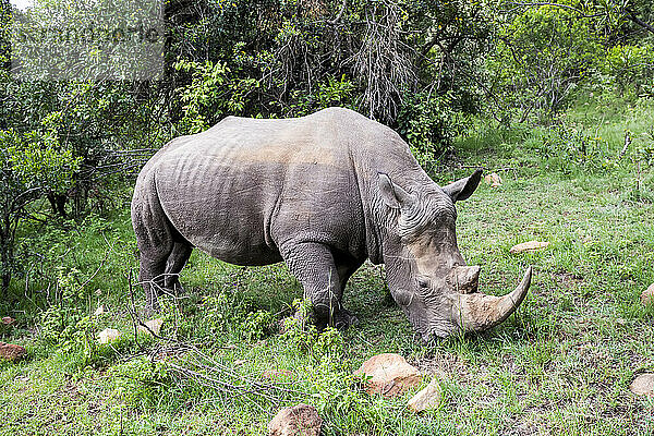 Breitmaulnashorn (Ceratotherium simum) beim Grasen im Maasai Mara National Park; Kenia  Afrika