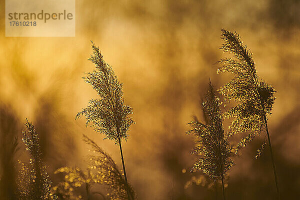 Schilfrohr (Phragmites australis) bei Sonnenaufgang; Bayern  Deutschland