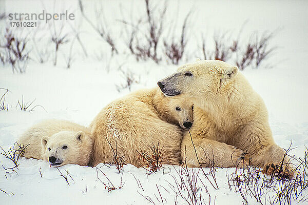 Eisbärenjunge (Ursus maritimus) kuscheln sich an ihre Mutter im Schnee entlang der Hudson Bay; Manitoba  Kanada