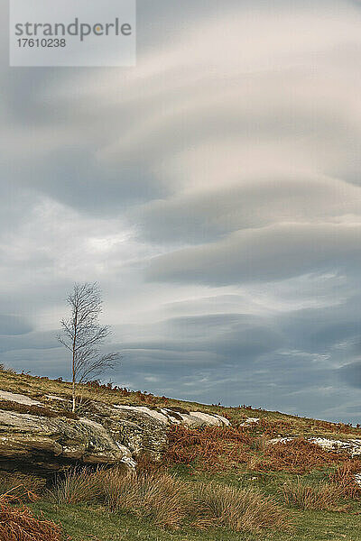 Ein kahler Baum sitzt allein inmitten einer felsigen Heidelandschaft  während sich an einem Nachmittag im Vereinigten Königreich linsenförmige Wolken über dem ländlichen Northumberland bilden; Shaftoe Crags  Northumberland  England