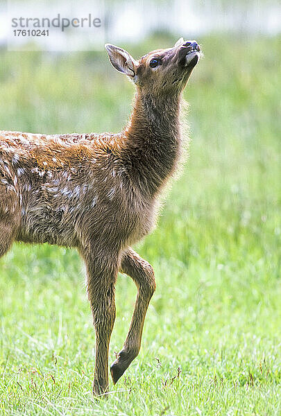 Nahaufnahme eines Elchkalbs (Cervus canadensis) mit weißem  geflecktem Fell auf dem Rücken  das den Kopf hebt  um die Luft zu riechen  während es über eine Wiese läuft; Montana  Vereinigte Staaten von Amerika