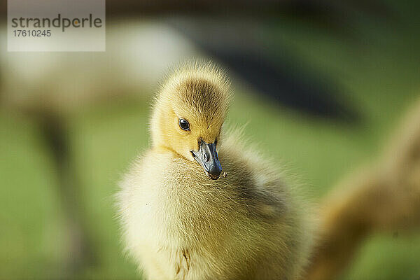 Kanadagans (Branta canadensis) Küken auf einer Wiese; Franken  Bayern  Deutschland