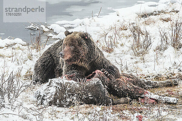 Braunbär (Ursus arctos) auf dem Boden liegend am schneebedeckten Ufer  der den Kadaver eines Bisons (Bison bison) frisst; Yellowstone National Park  Vereinigte Staaten von Amerika